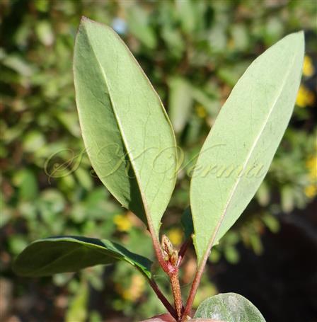  Leaves